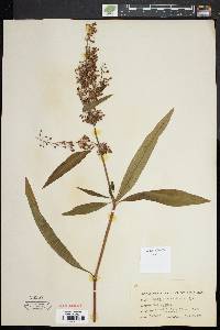 Rumex verticillatus image