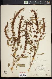 Rumex fueginus image