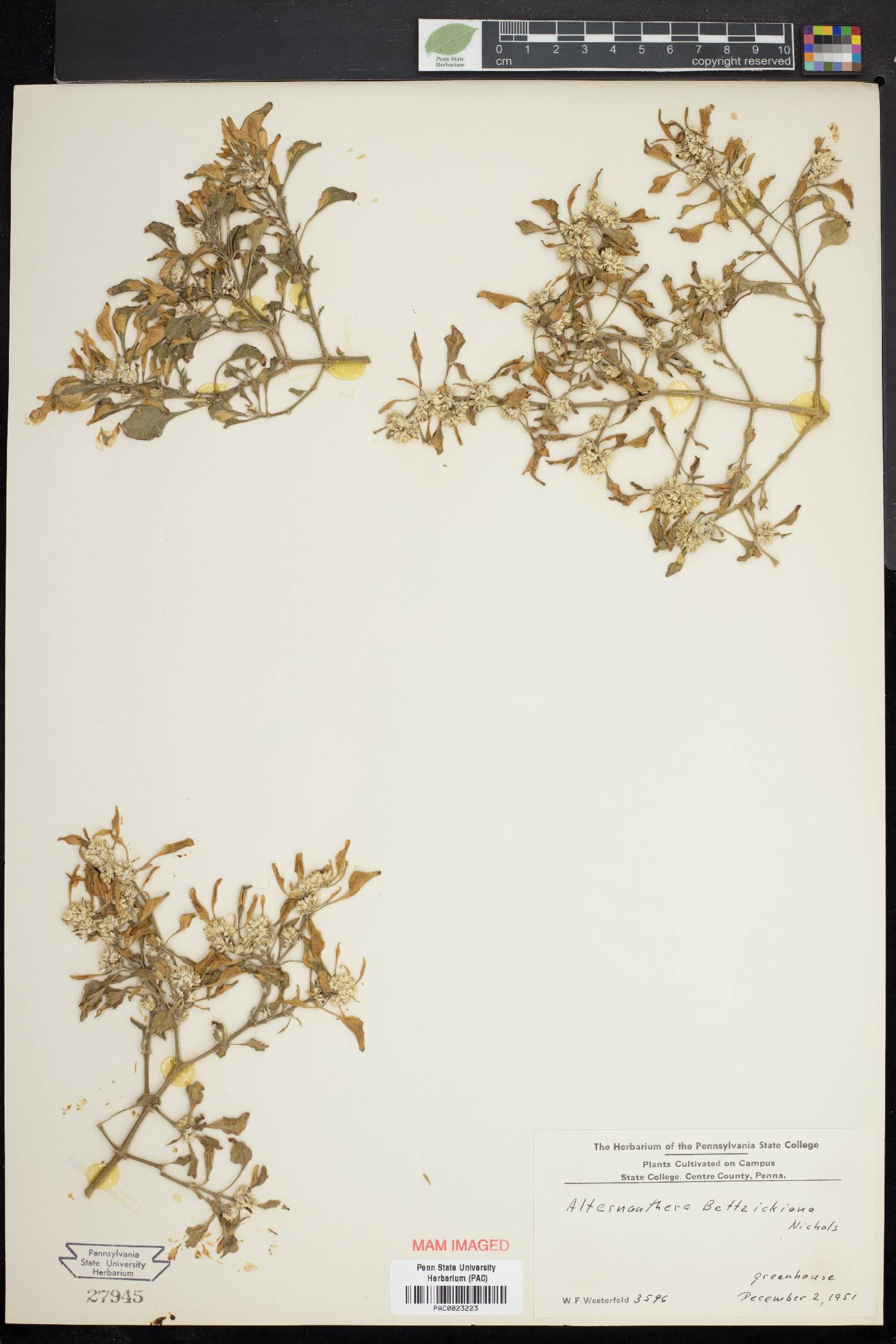 Alternanthera bettzickiana image