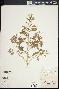 Amaranthus albus image