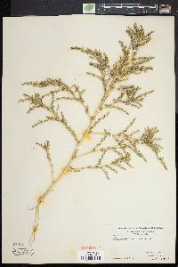 Amaranthus albus image