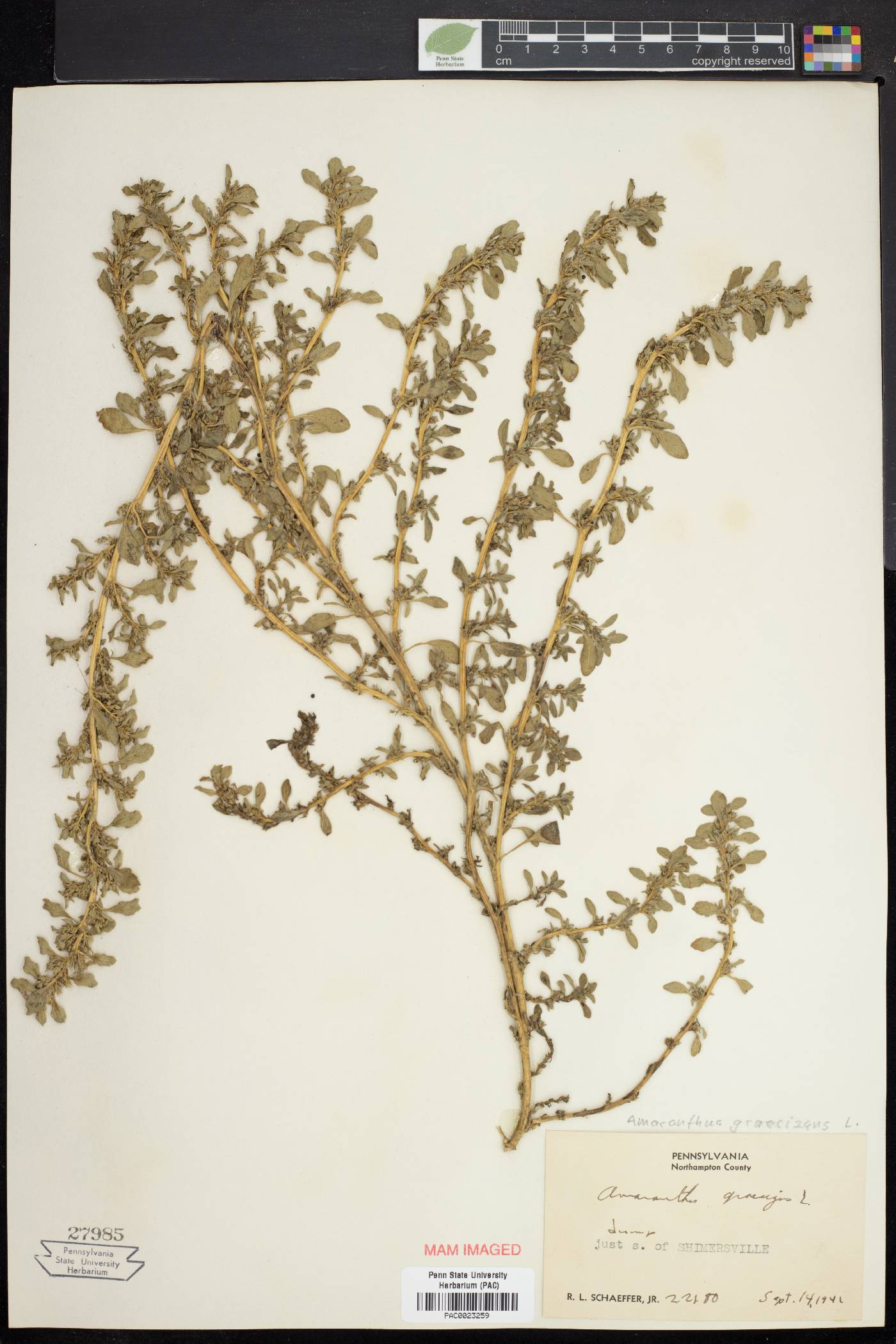 Amaranthus graecizans image