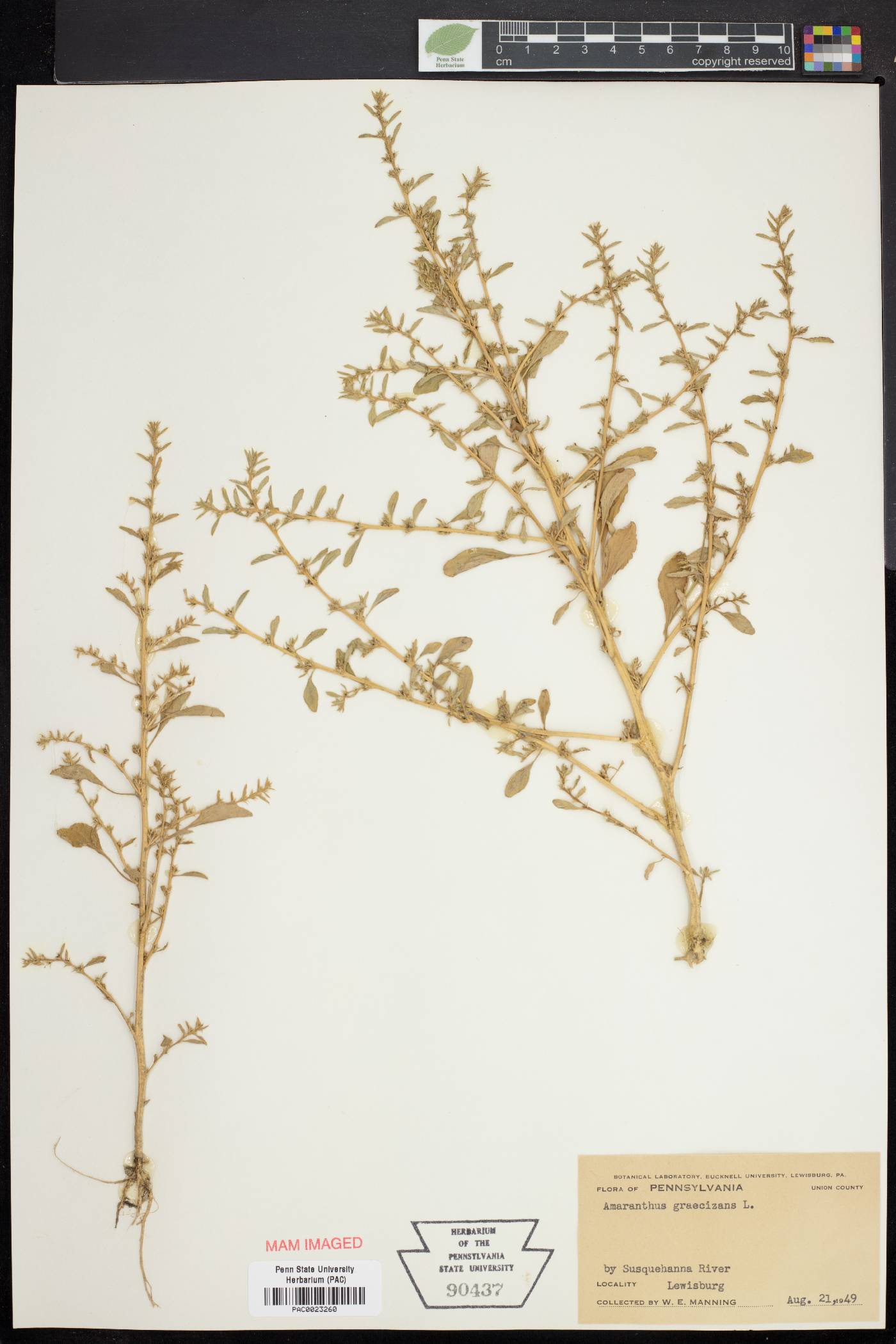 Amaranthus graecizans image