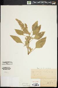 Amaranthus hybridus image