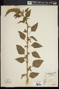 Amaranthus hybridus image