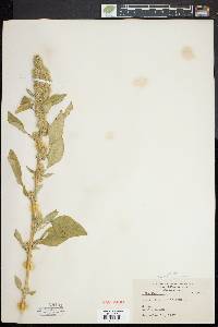 Amaranthus retroflexus image