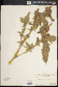 Amaranthus retroflexus image