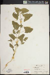 Atriplex patula image