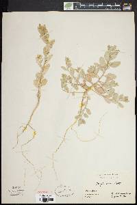 Atriplex arenaria image