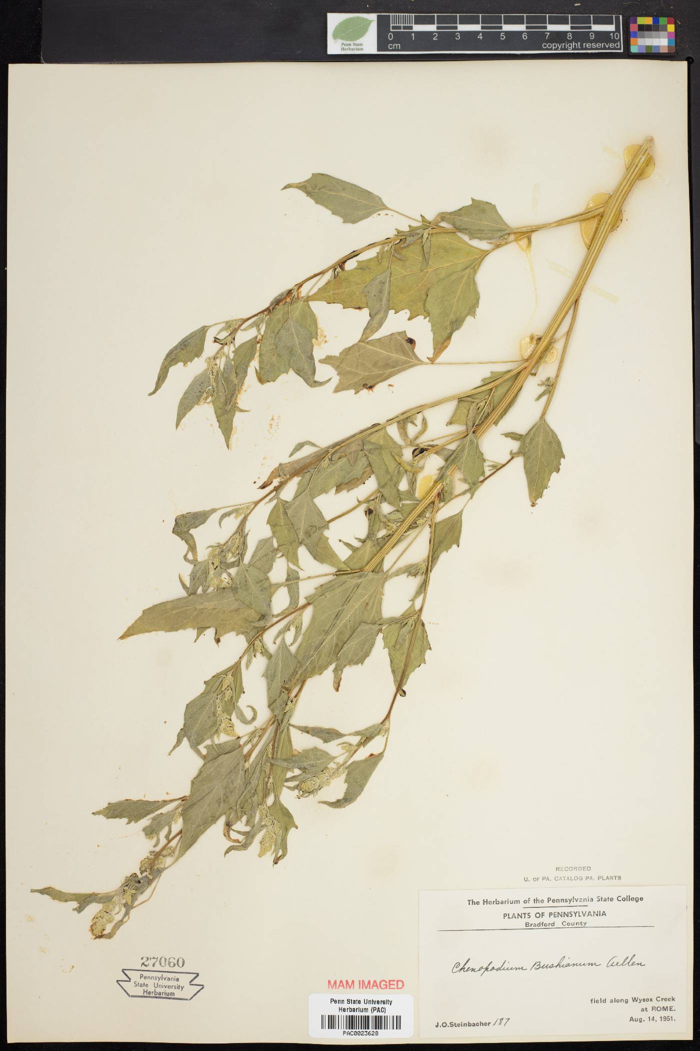 Chenopodium bushianum image