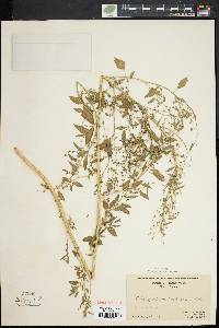 Chenopodium bushianum image