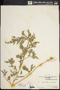 Chenopodium bushianum image