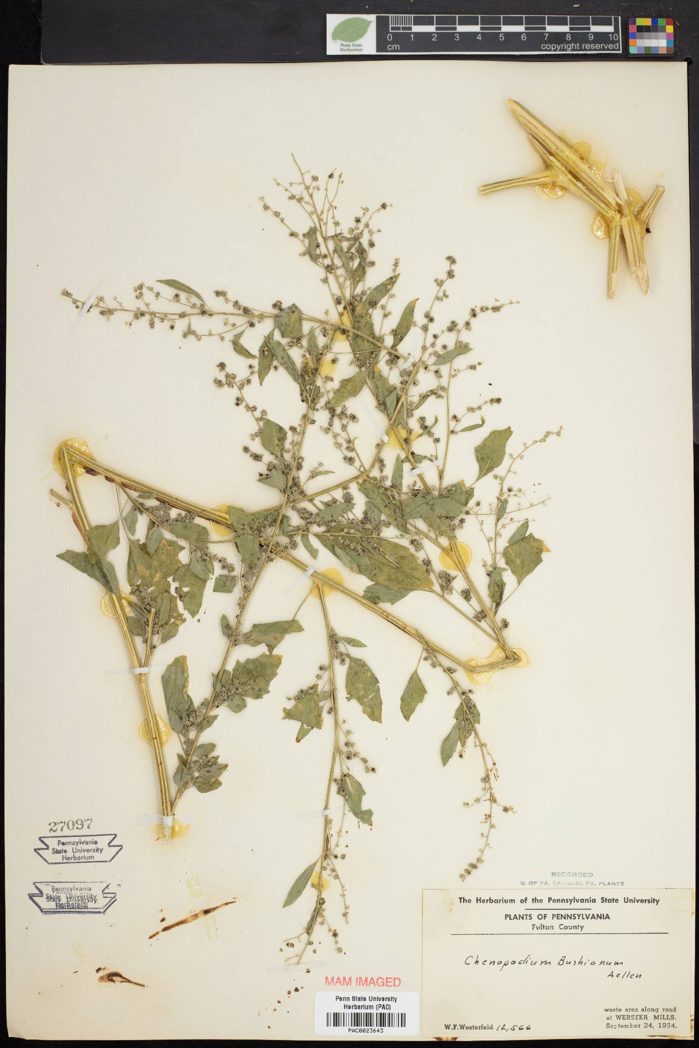 Chenopodium bushianum image