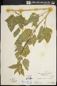 Chenopodium bushianum image