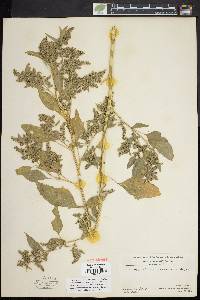 Chenopodium bushianum image