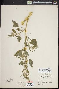 Chenopodium bushianum image