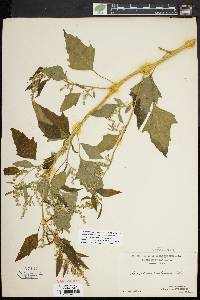 Chenopodium bushianum image