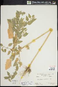 Chenopodium bushianum image