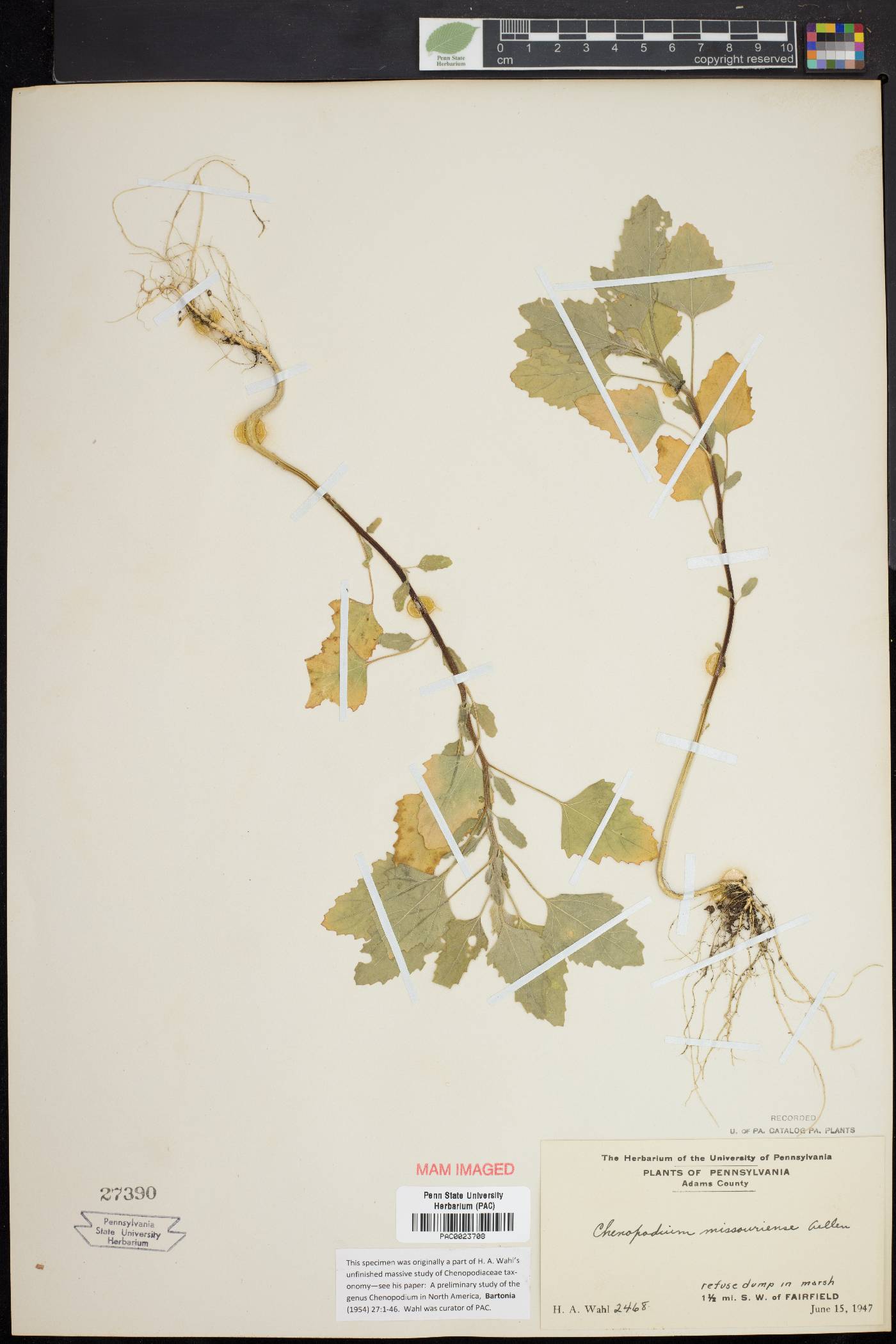 Chenopodium album var. missouriense image