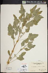 Chenopodium album var. missouriense image