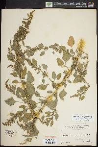 Chenopodium album var. missouriense image