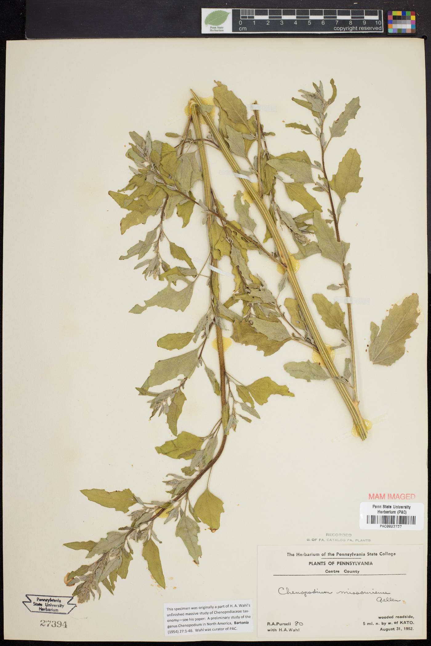 Chenopodium album var. missouriense image