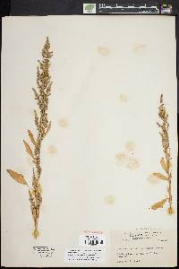 Chenopodium album var. missouriense image