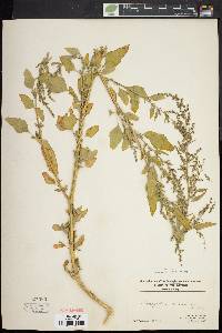 Chenopodium album var. missouriense image