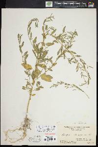 Chenopodium standleyanum image