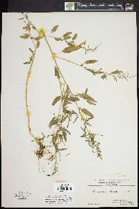 Chenopodium standleyanum image