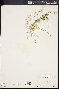 Arenaria serpyllifolia image