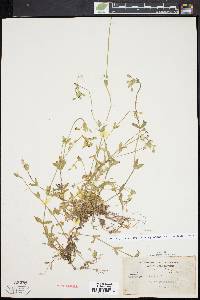 Cerastium fontanum subsp. vulgare image