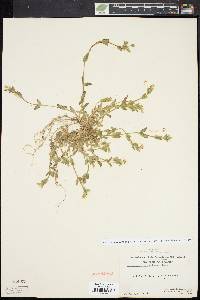 Cerastium fontanum subsp. vulgare image