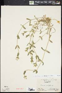 Cerastium fontanum subsp. vulgare image
