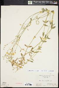 Cerastium fontanum subsp. vulgare image