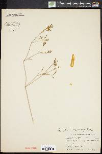 Gypsophila acutifolia image