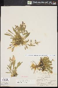 Silene caroliniana image