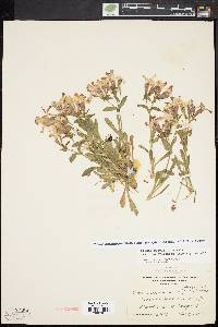 Silene caroliniana image