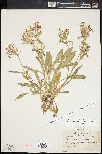 Silene caroliniana image