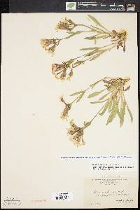 Silene caroliniana image