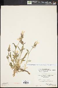 Silene caroliniana image