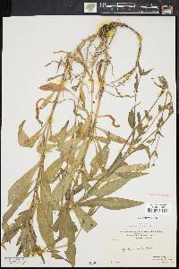 Silene latifolia image