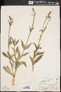 Silene latifolia image