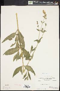 Silene latifolia image