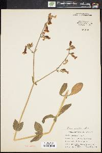 Silene latifolia image