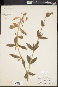 Silene latifolia image