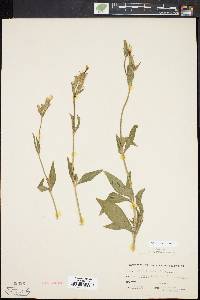 Silene latifolia image