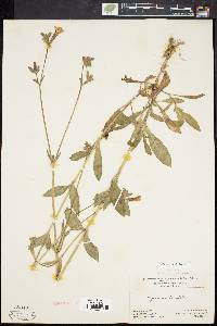 Silene latifolia image