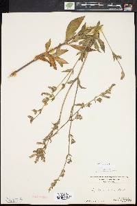 Silene latifolia image