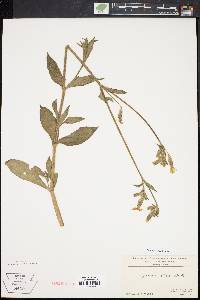 Silene latifolia image